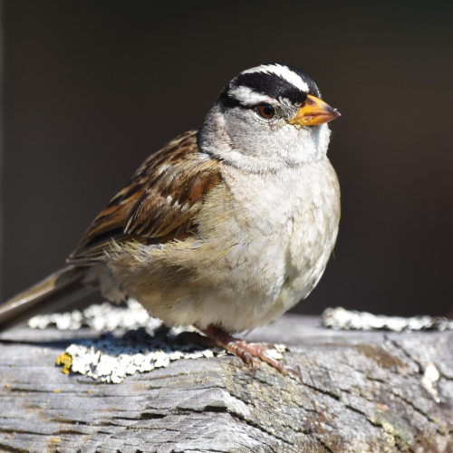 White Crowned Sparrow