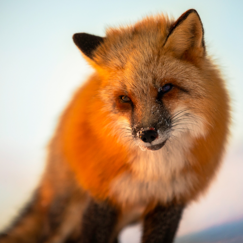 Red Fox In Morning Light