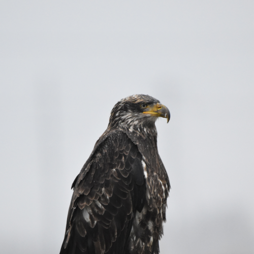 Eagle in the Rain