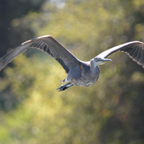 Fly by