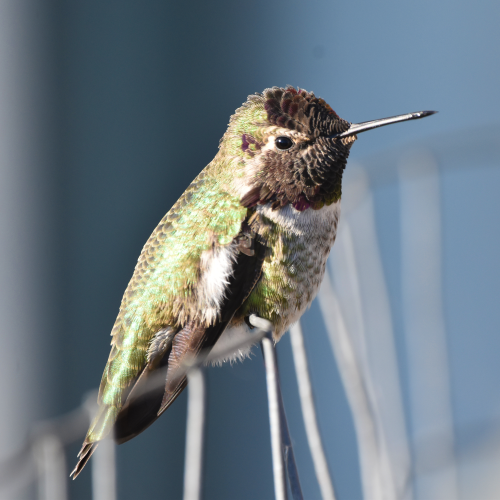 Humming bird on a fence