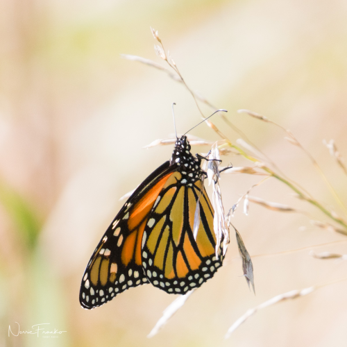 Monarch