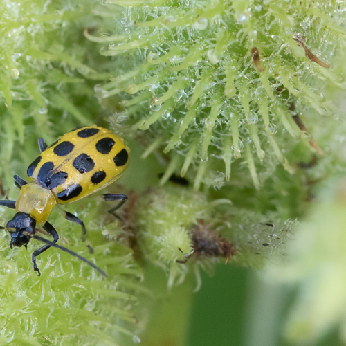 Seeing Spots