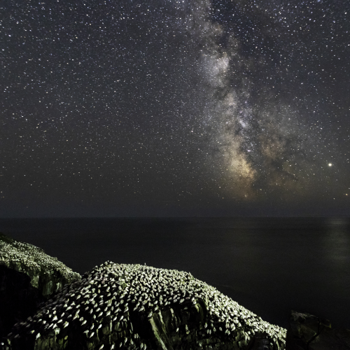 Northern Gannets Sleeping under Milky Way