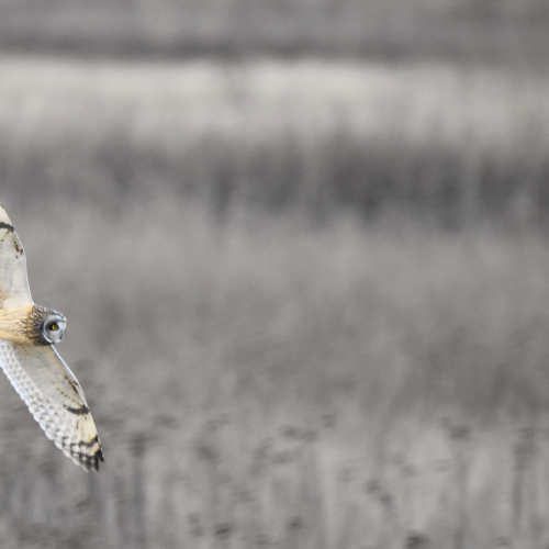 Flying low