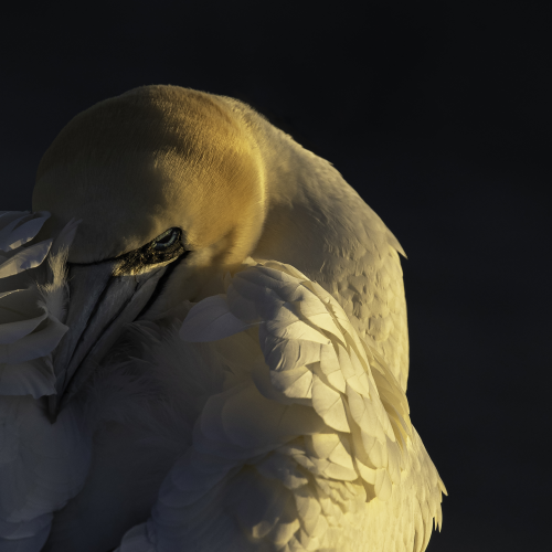 Northern Gannet in the setting sun.