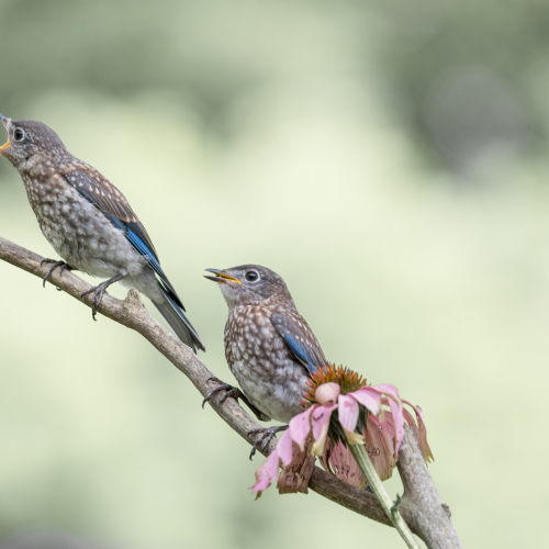 Blue Beauties