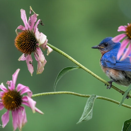 Blue Beauties