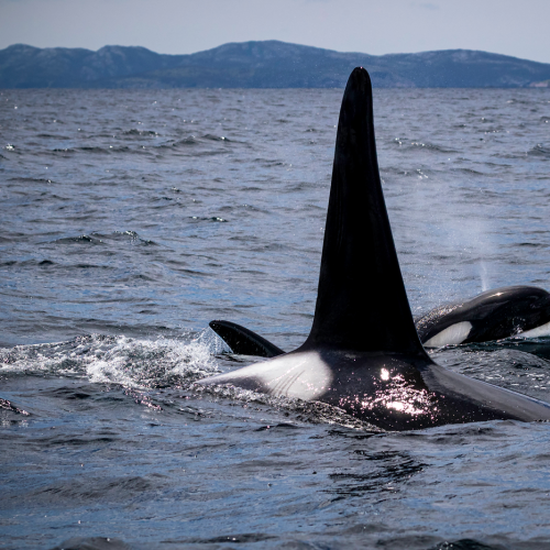 Orca Dad and Calf