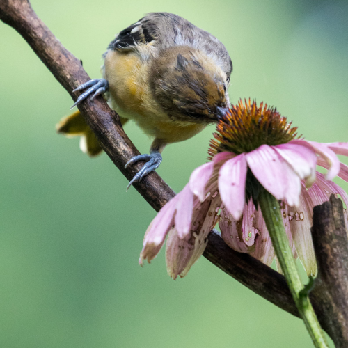 Feathered treasure