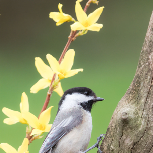 Feathered treasure