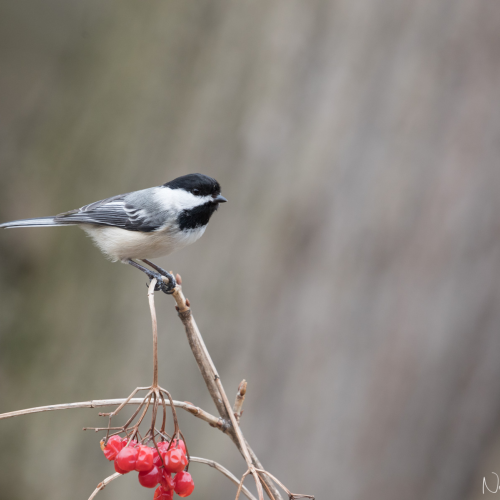 Feathered treasure