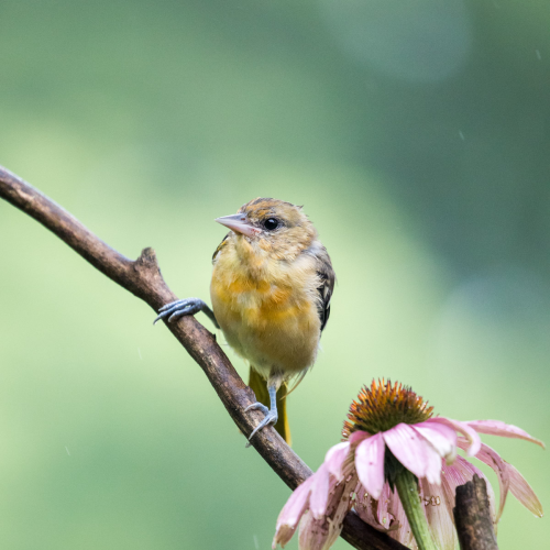 Feathered treasure