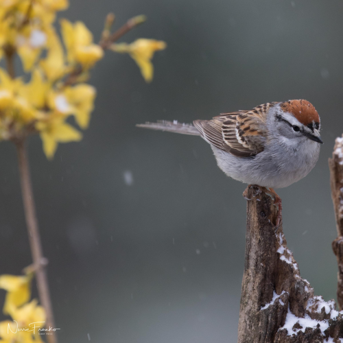 Feathered treasure