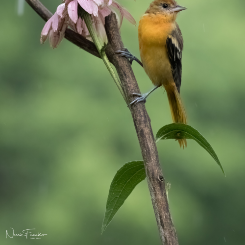 Feathered treasure