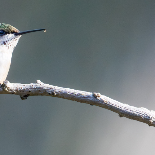 Feathered treasure