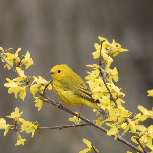Feathered treasure