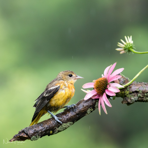 Feathered treasure