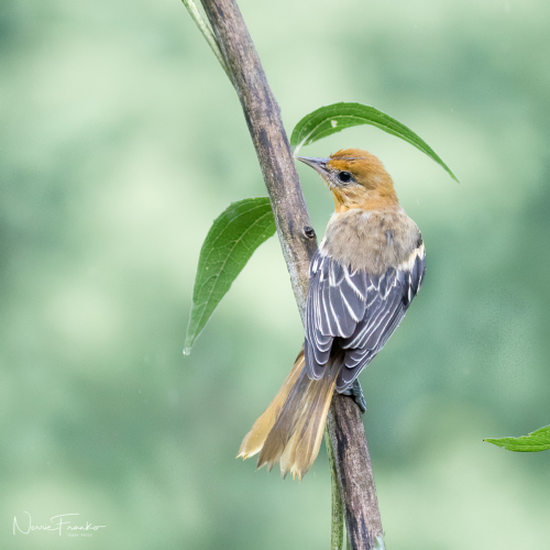 Feathered treasure