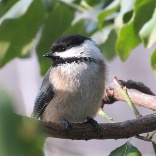 Chickadee in the Light