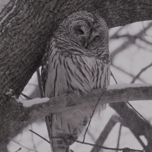 Snowy Barred Owl