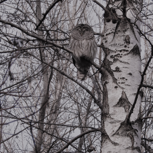 Barred Owl in a Birch