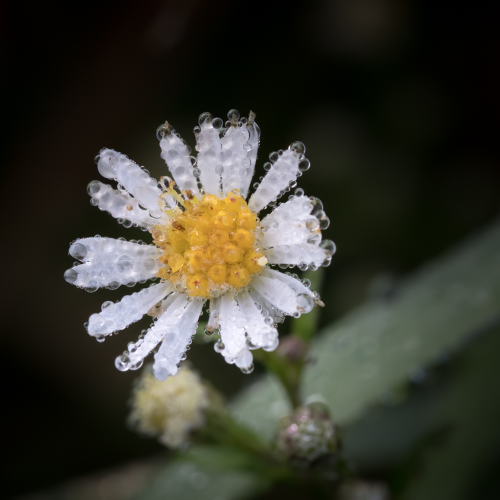 Dewy Perfection