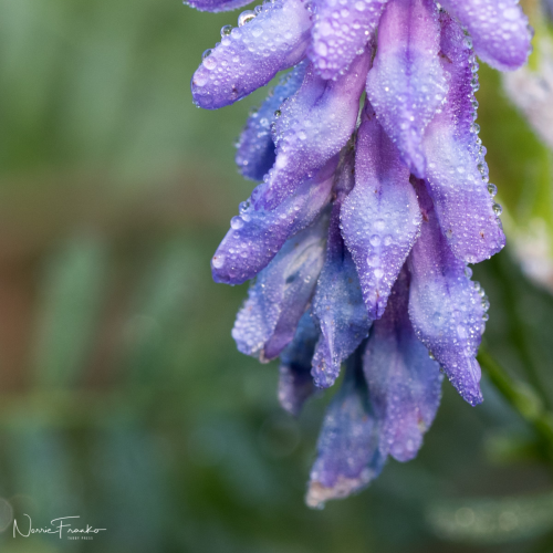 Dewy Perfection