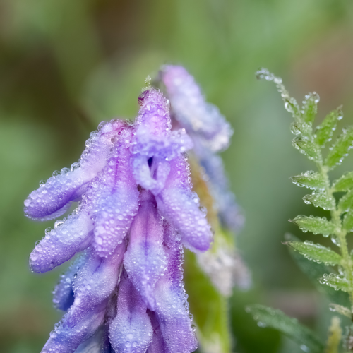 Dewy Perfection