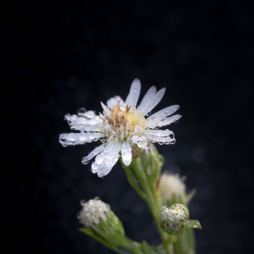Dewy Perfection