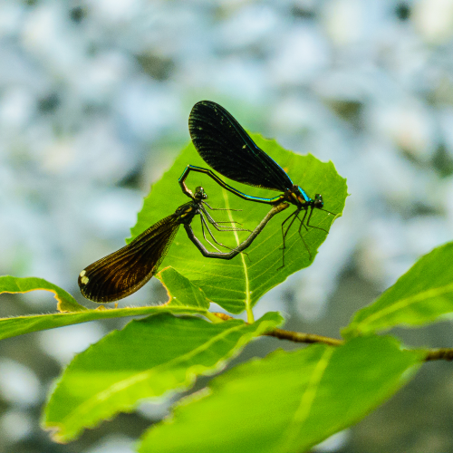 Even damsel flies do it