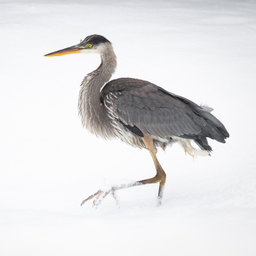 The Heron that forgot to fly South
