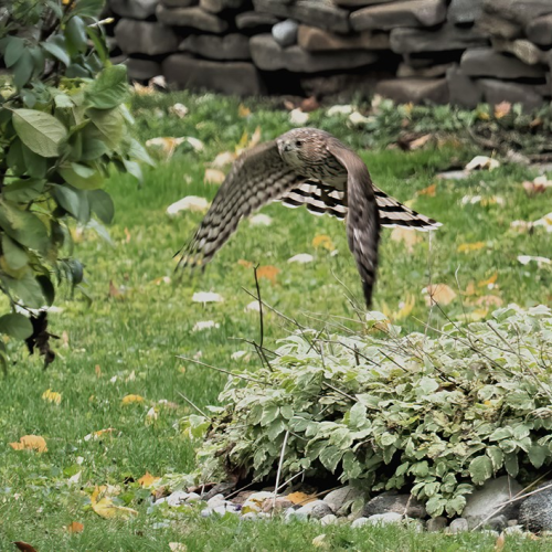 Coopers Hawk