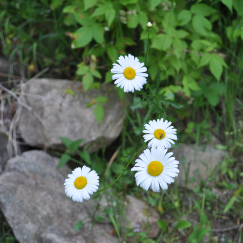 Daisies among the rocks