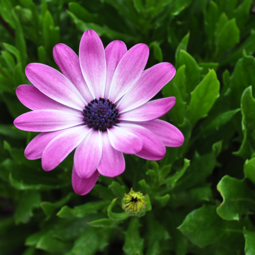 African Daisy