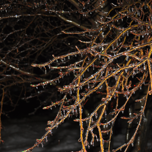 Icy Beech Tree