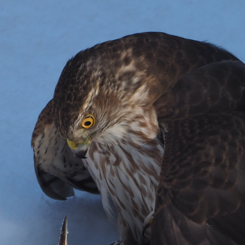 Predator and Prey - Sharp-shinned Hawk and European Starling