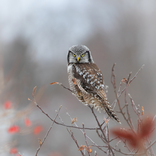 Hunting in the sumac