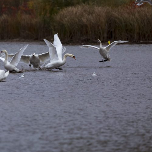 A Trumpet swan chasing away the mute swans
