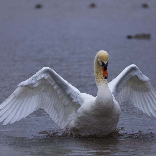 A swan flapping its wing