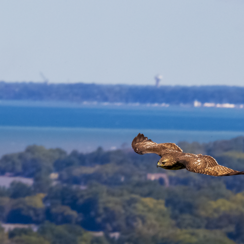 Flying High