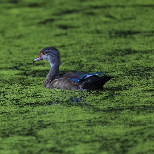 Wood Duck