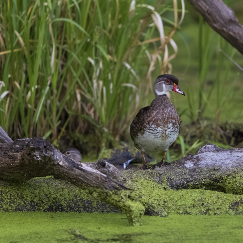 Wood Duck
