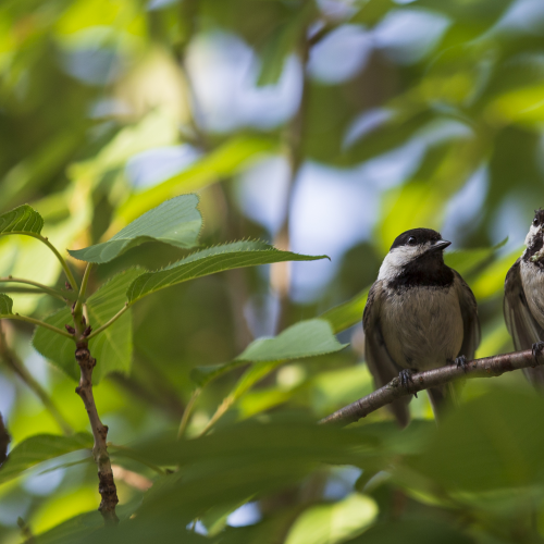 Male Black-capped chickadee feeding the female chickadee