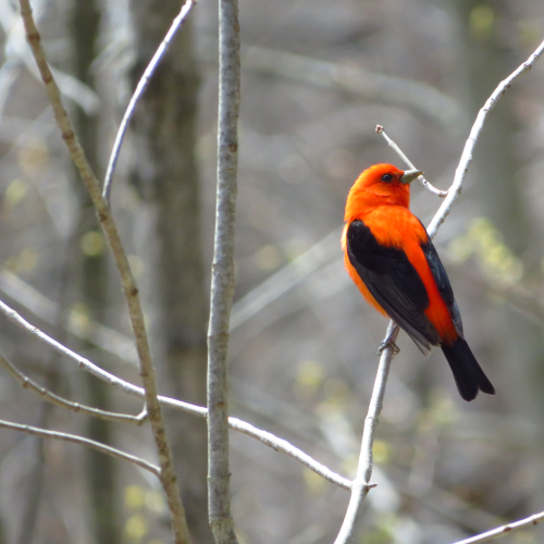 Scarlet Tanager stopover