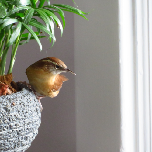 Winged intruder! 