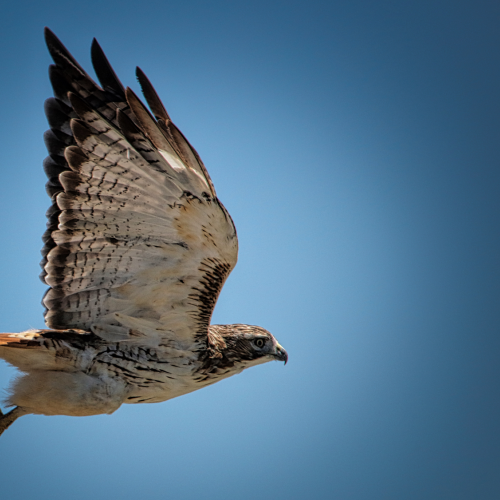 In flight