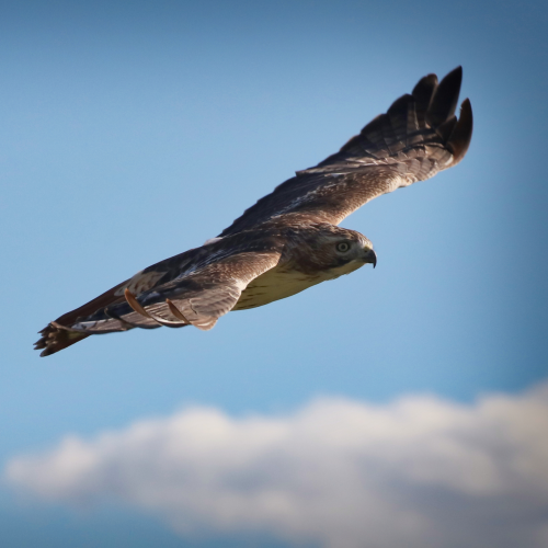 Soaring