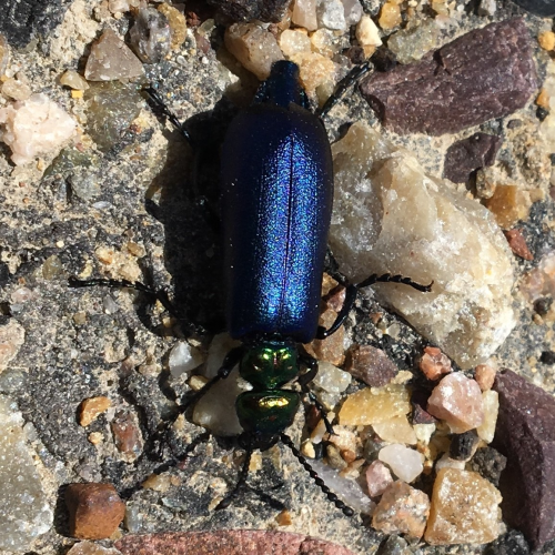 Blister Beetle 