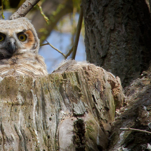 Baby Owl